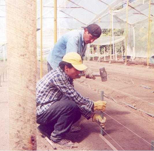 hidroponía como se preparan cultivos hidropónicos flores hidropónicas como se hace el cultivo tecnificado flor de invernadero cultivo hidropónico tecnificado maderplast surcos camas tutores 00 hidroponía como se preparan cultivos hidropónicos flores hidropónicas como se hace el cultivo tecnificado flor de invernadero hidroponía como se preparan cultivos hidropónicos flores hidropónicas como se hace el cultivo tecnificado flor de invernadero cultivo hidropónico tecnificado maderplast surcos camas tutores 00 cultivo hidropónico tecnificado maderplast surcos camas tutores 00